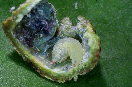 Réf. 259 861 : Pemphigus immunis